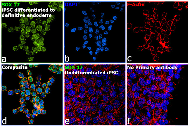 SOX17 Antibody in Immunocytochemistry (ICC/IF)