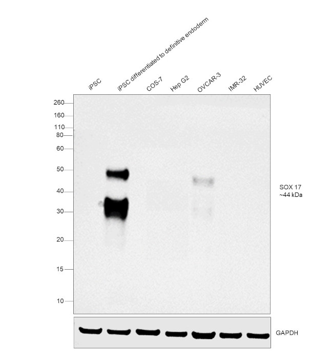 SOX17 Antibody