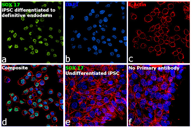 SOX17 Antibody in Immunocytochemistry (ICC/IF)