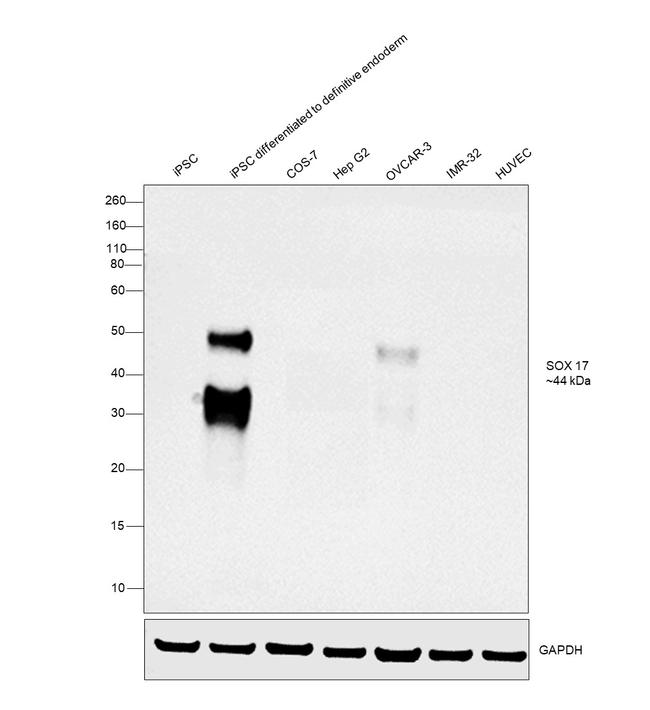 SOX17 Antibody in Western Blot (WB)