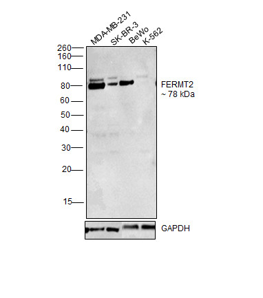 Kindlin 2 Antibody