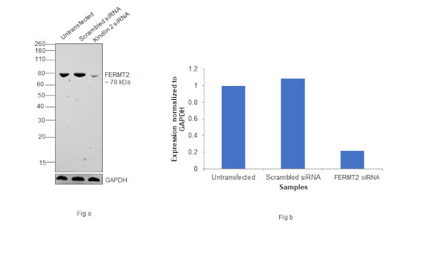 Kindlin 2 Antibody