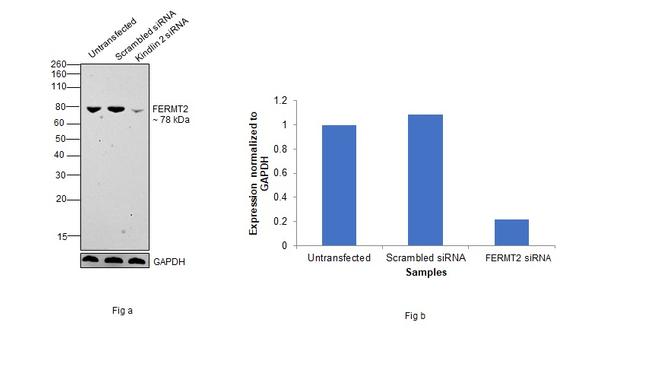 Kindlin 2 Antibody in Western Blot (WB)