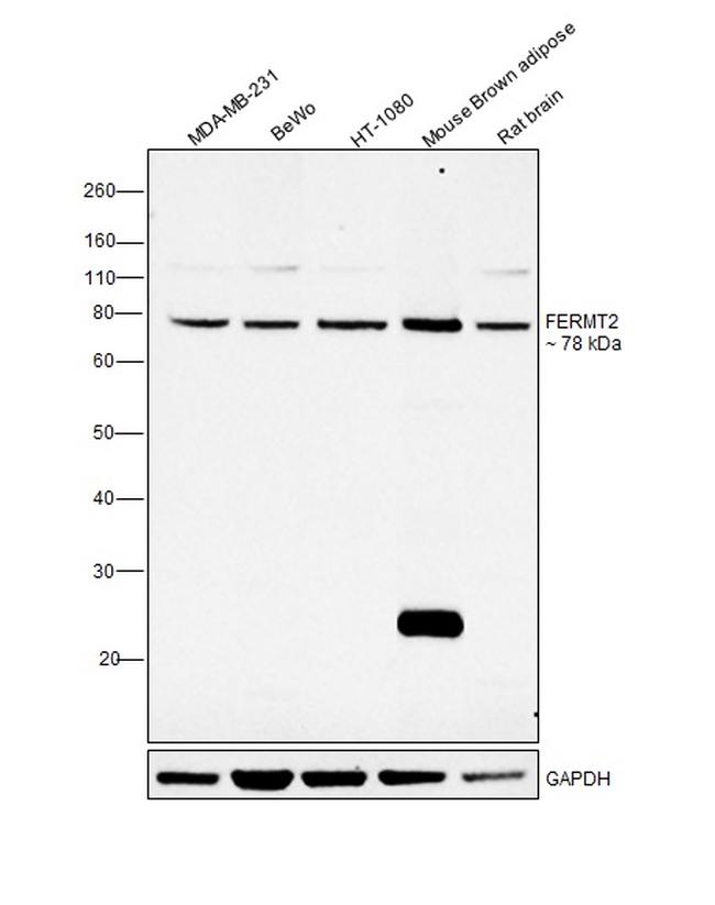 Kindlin 2 Antibody in Western Blot (WB)