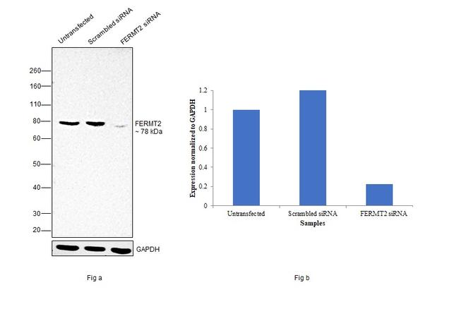 Kindlin 2 Antibody in Western Blot (WB)