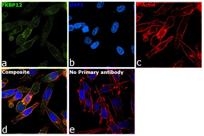 FKBP12 Antibody in Immunocytochemistry (ICC/IF)