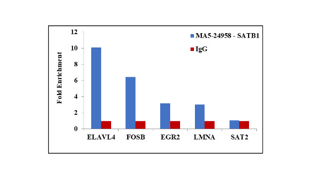 SATB1 Antibody in ChIP Assay (ChIP)