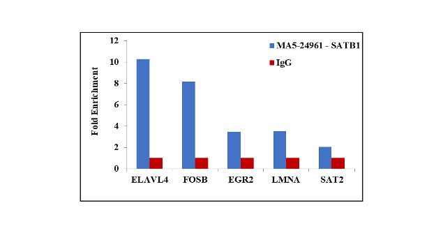 SATB1 Antibody in ChIP Assay (ChIP)