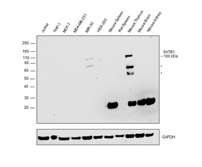 SATB1 Antibody in Western Blot (WB)