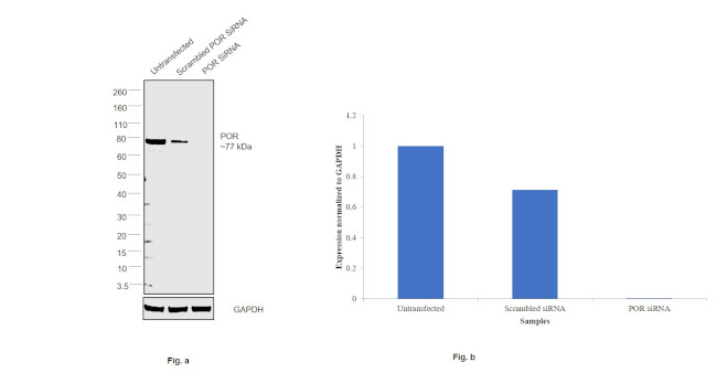 Cytochrome P450 Reductase Antibody