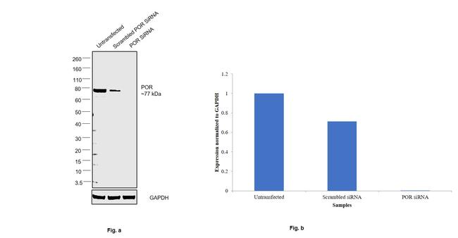 Cytochrome P450 Reductase Antibody in Western Blot (WB)