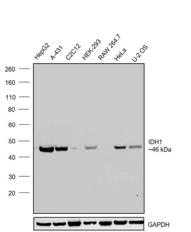 IDH1 Antibody in Western Blot (WB)