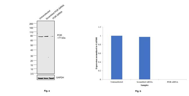 Cytochrome P450 Reductase Antibody in Western Blot (WB)