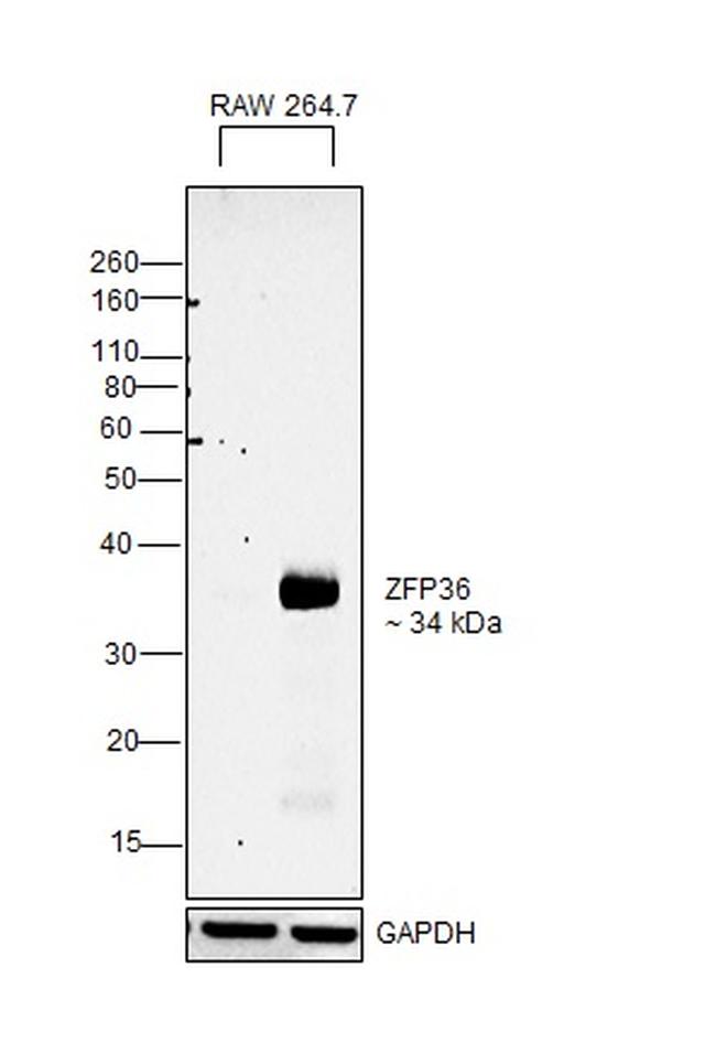 ZFP36 Antibody in Western Blot (WB)