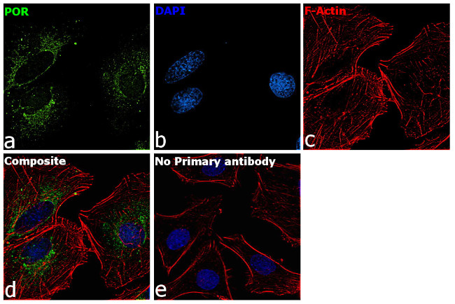 Cytochrome P450 Reductase Antibody in Immunocytochemistry (ICC/IF)