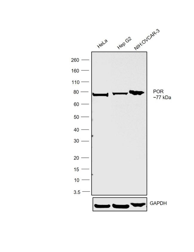 Cytochrome P450 Reductase Antibody in Western Blot (WB)