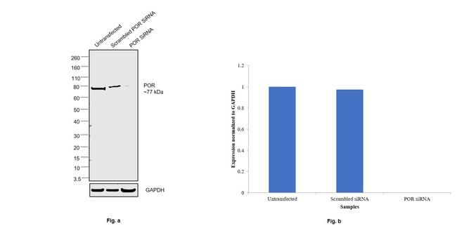 Cytochrome P450 Reductase Antibody in Western Blot (WB)