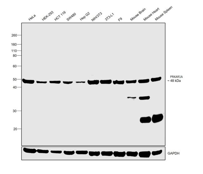 PRKAR1A Antibody in Western Blot (WB)