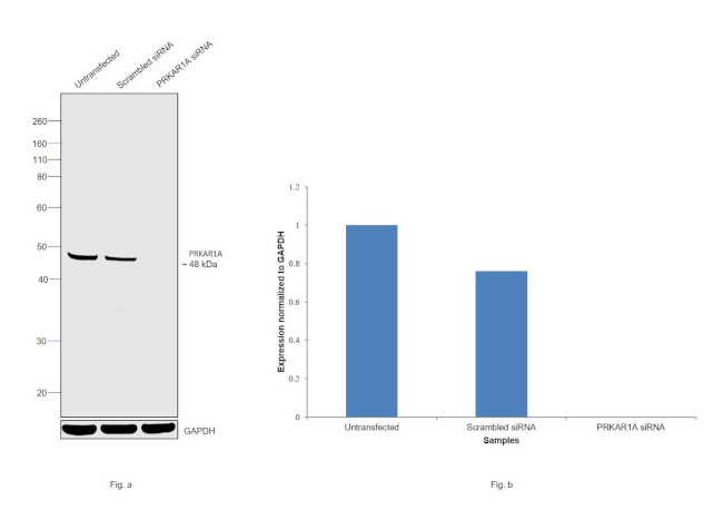 PRKAR1A Antibody