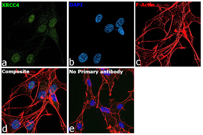 XRCC4 Antibody in Immunocytochemistry (ICC/IF)