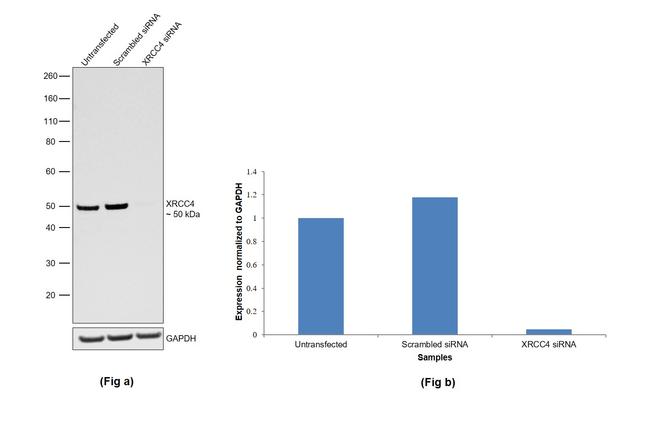 XRCC4 Antibody in Western Blot (WB)