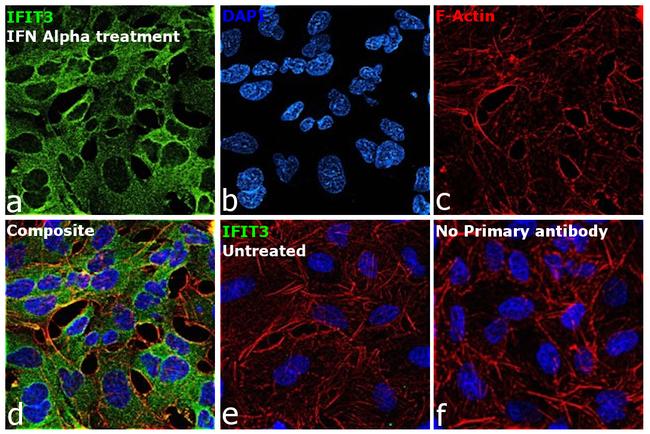 IFIT3 Antibody