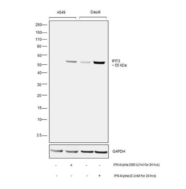 IFIT3 Antibody in Western Blot (WB)