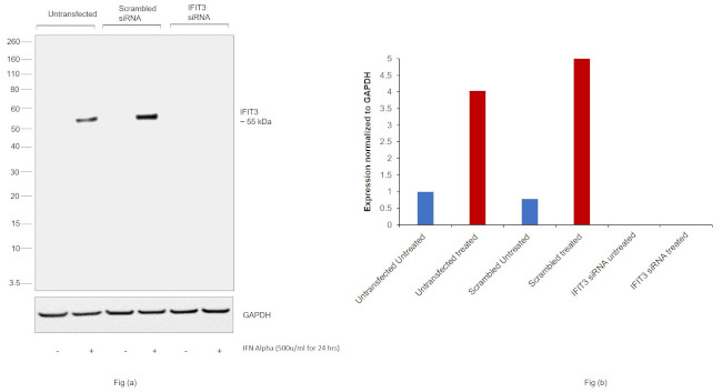 IFIT3 Antibody