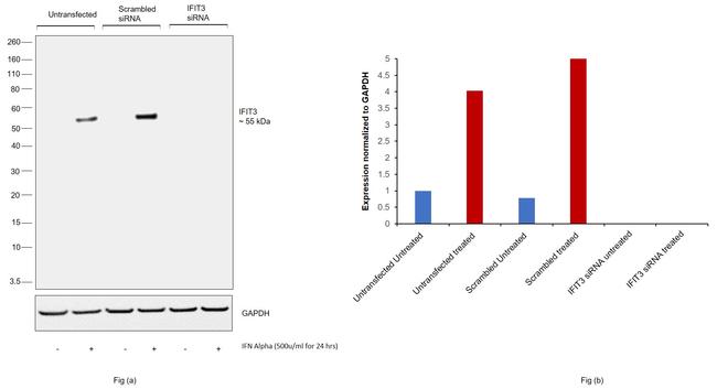 IFIT3 Antibody in Western Blot (WB)