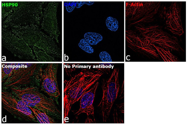 HSP90 alpha Antibody in Immunocytochemistry (ICC/IF)