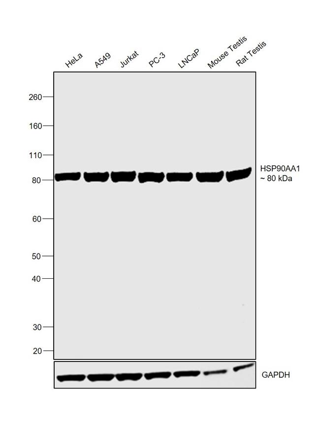 HSP90 alpha Antibody in Western Blot (WB)