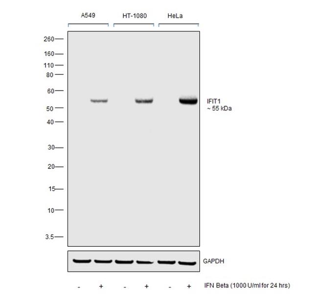 IFIT1 Antibody in Western Blot (WB)