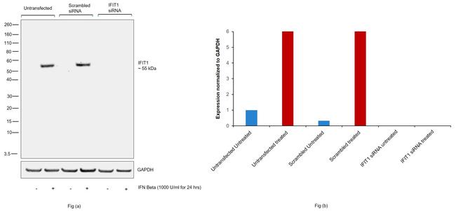 IFIT1 Antibody in Western Blot (WB)