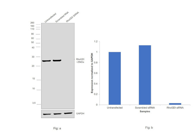 RhoGDI Antibody