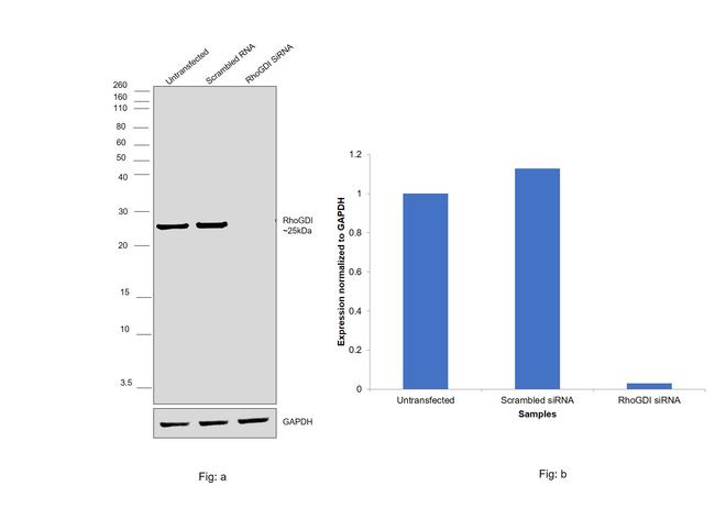 RhoGDI Antibody in Western Blot (WB)