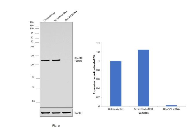 RhoGDI Antibody in Western Blot (WB)