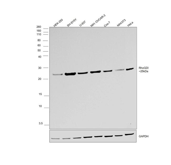 RhoGDI Antibody in Western Blot (WB)