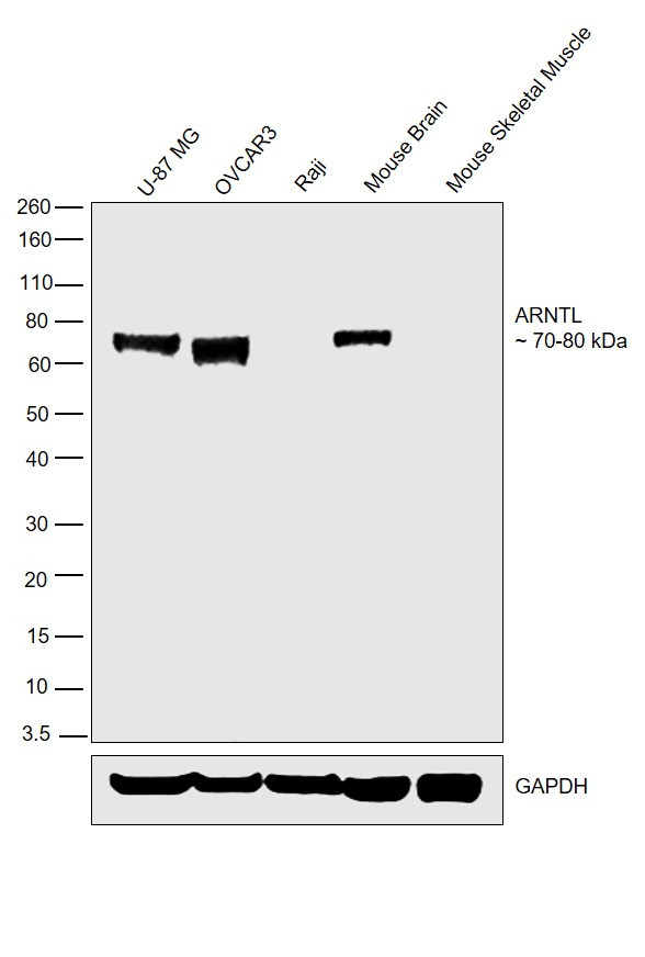 BMAL1 Antibody