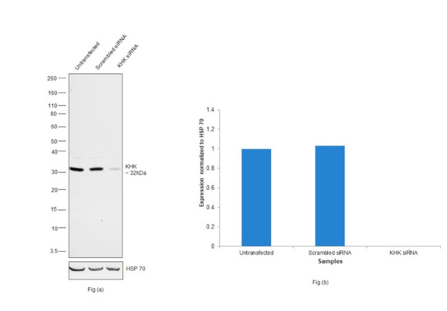 KHK Antibody