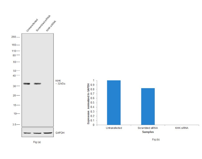 KHK Antibody