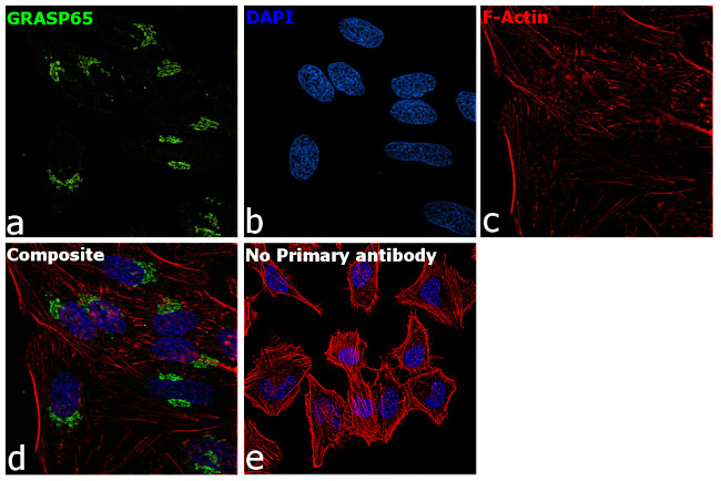 GRASP65 Antibody in Immunocytochemistry (ICC/IF)