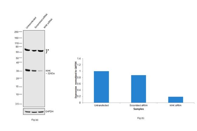 KHK Antibody in Western Blot (WB)