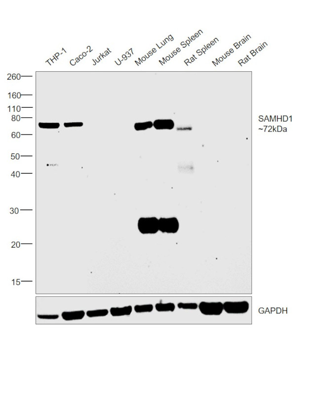 SAMHD1 Antibody