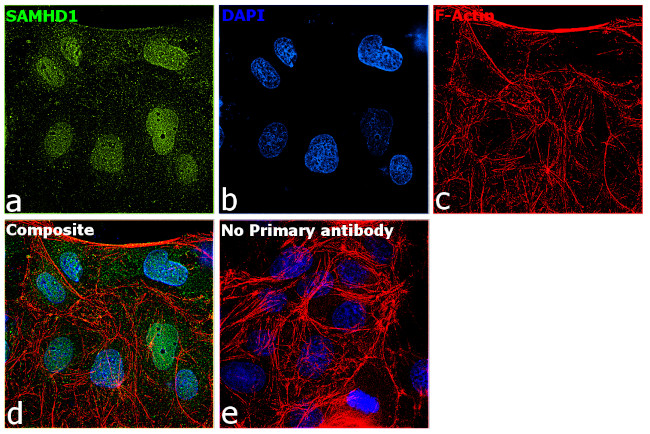 SAMHD1 Antibody in Immunocytochemistry (ICC/IF)