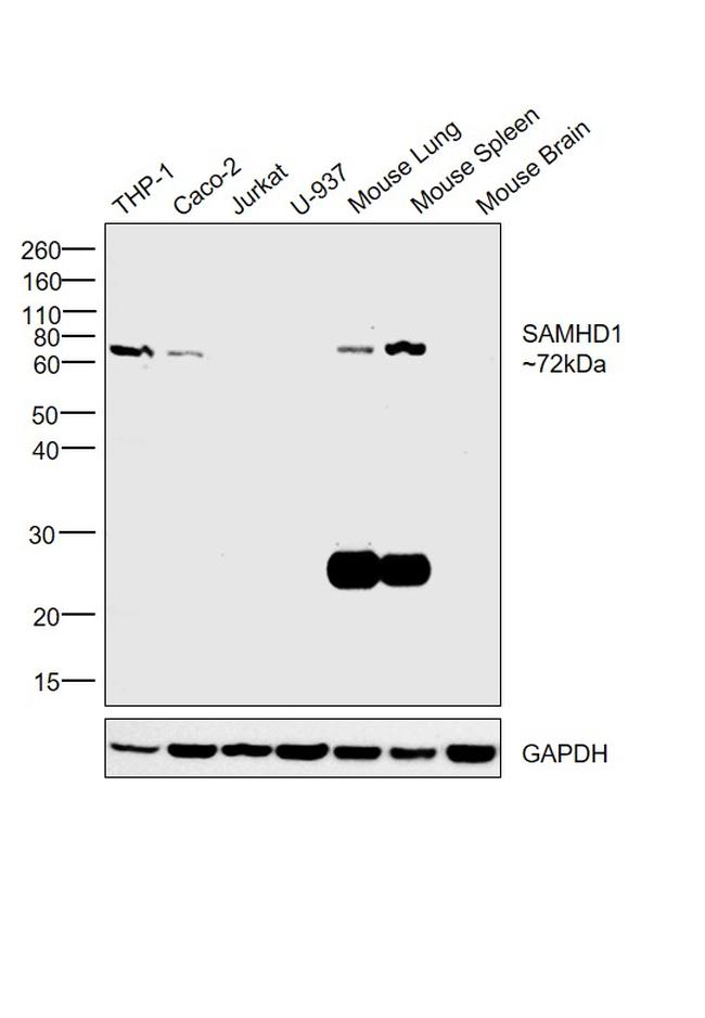 SAMHD1 Antibody in Western Blot (WB)