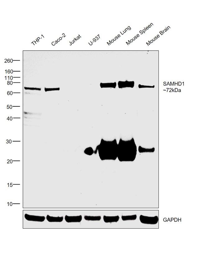 SAMHD1 Antibody in Western Blot (WB)