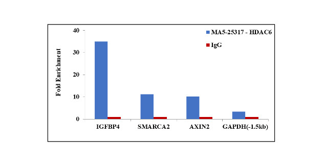 HDAC6 Antibody in ChIP Assay (ChIP)