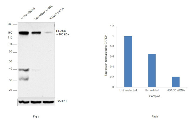 HDAC6 Antibody