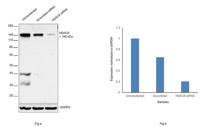 HDAC6 Antibody in Western Blot (WB)