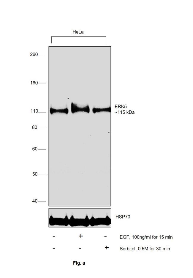 ERK5 Antibody